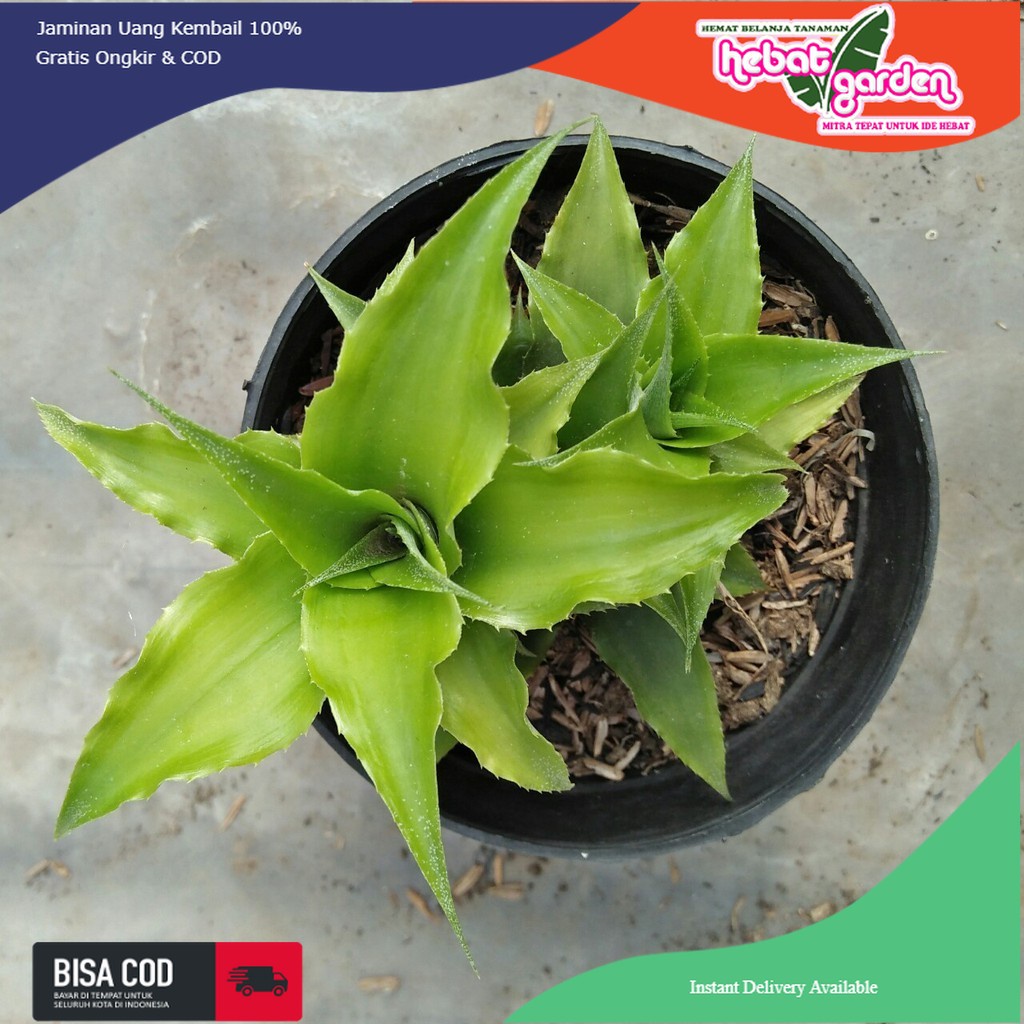 Tanaman kriptantus hijau  Cryptanthus acaulis variegated - hebat garden350