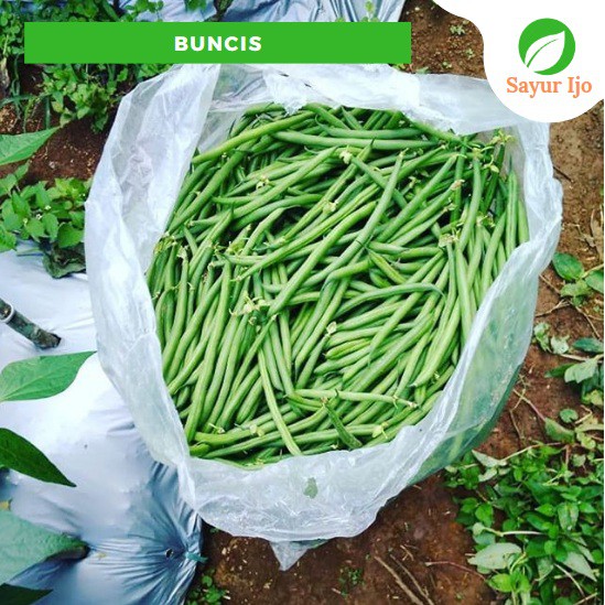 

Buncis 230 - 250 Gram Fresh Green Beans Organik Sayur Hijau Segar