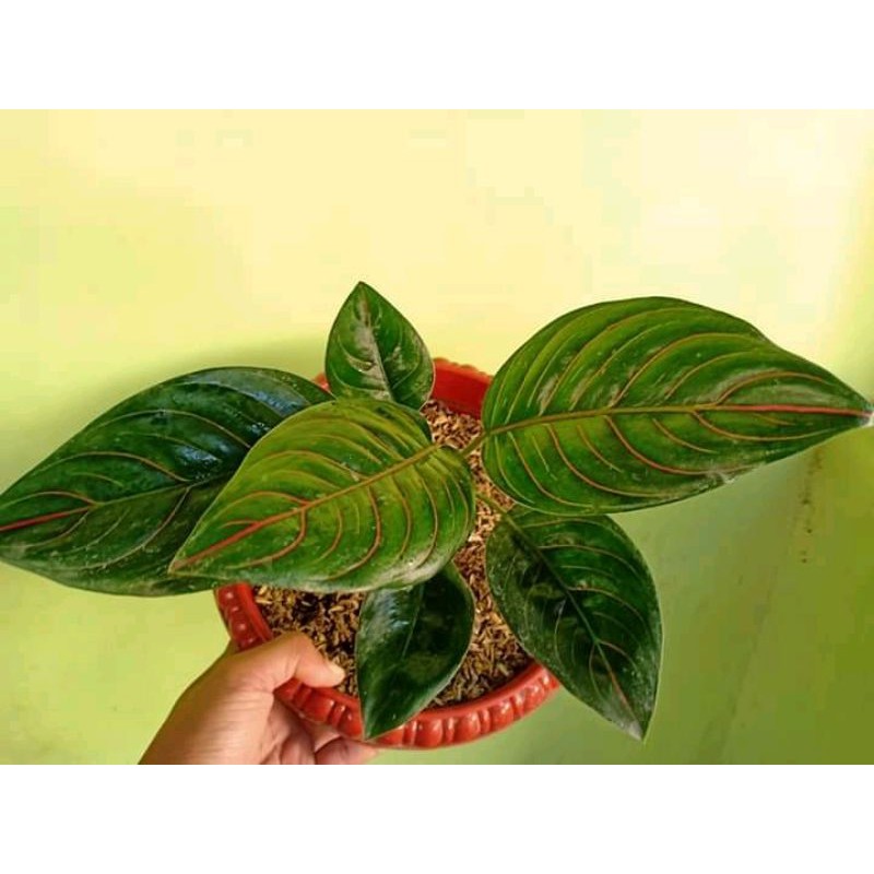 bibit bunga aglonema rotundum