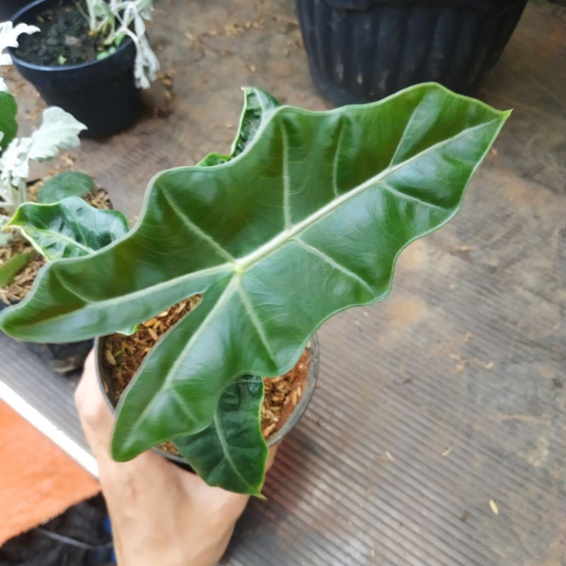 Tanaman Hias Keladi Amazon Lokal (Alokasia)