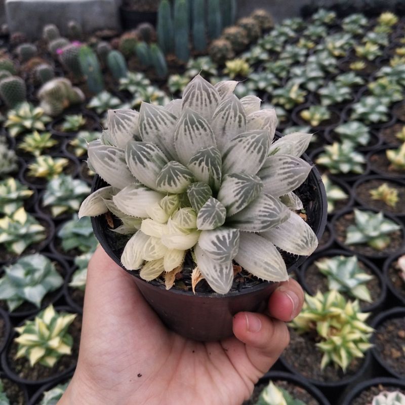 Haworthia Cooperi Import Variegated | D 8cm