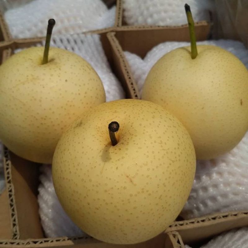 

Pir madu berat 900-1kg fresh
