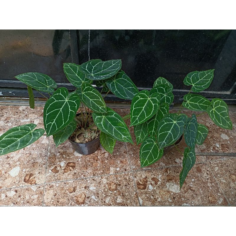 kuping gajah mini rimbun