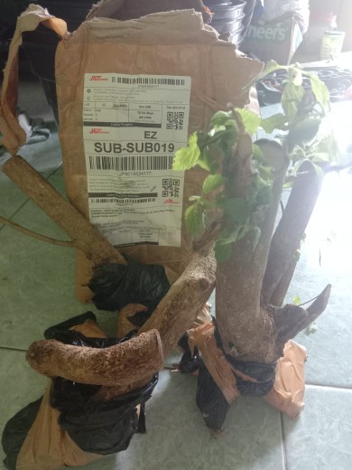 Bunga Lantana Bunga Oren