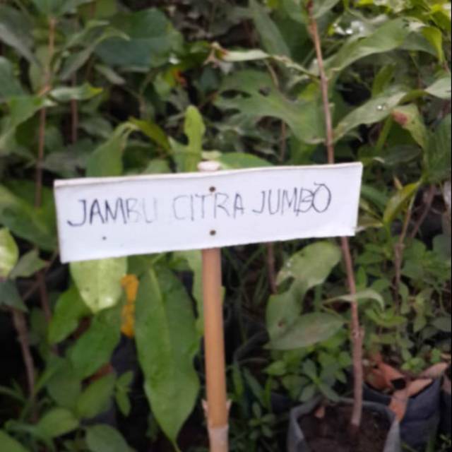 Bibit jambu citra jumbo