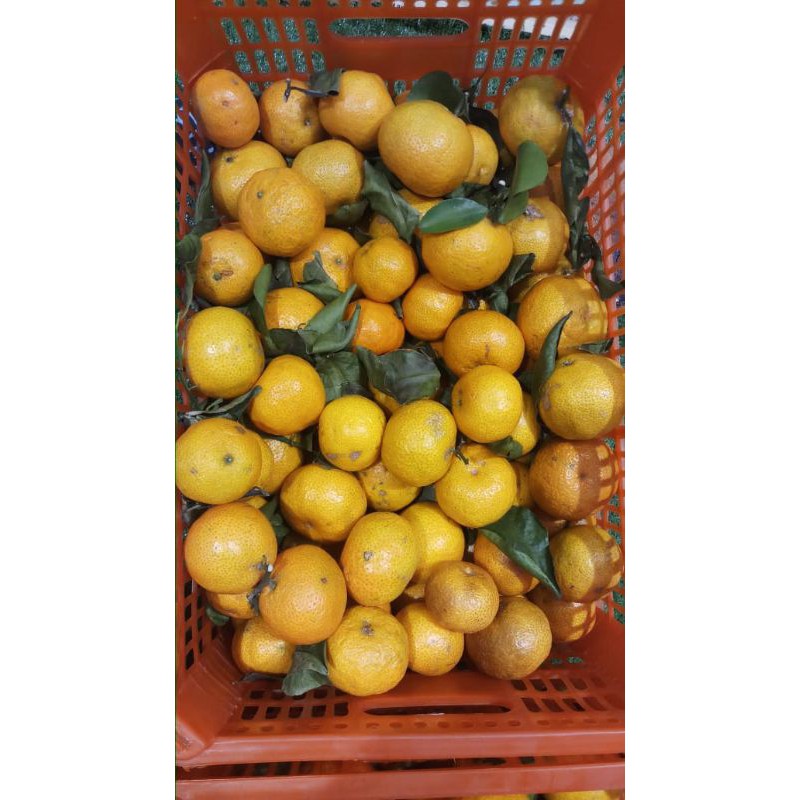 JERUK SHANTANG BIRMA 1 DUS KERANJANG ISI 6.5 KG / BUAH IMLEK / SANGJIT / PARCEL IMLEK