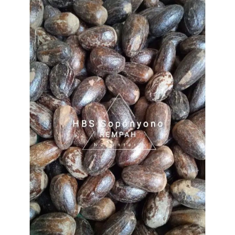 

Pala/Polo SOPONYONO Pilihan Kocak Dikemas Renteng 50gr,100gr,250gr