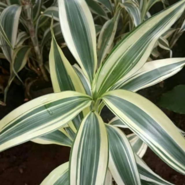 Tanaman hias sri rezeki varigata - tanaman sri rezeki