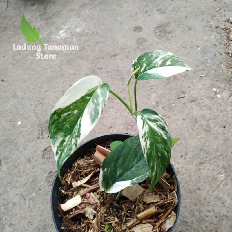 monstera epipremnum pinatum variegata -bibit monstera epipremnum variegata -bibit ekornaga putih