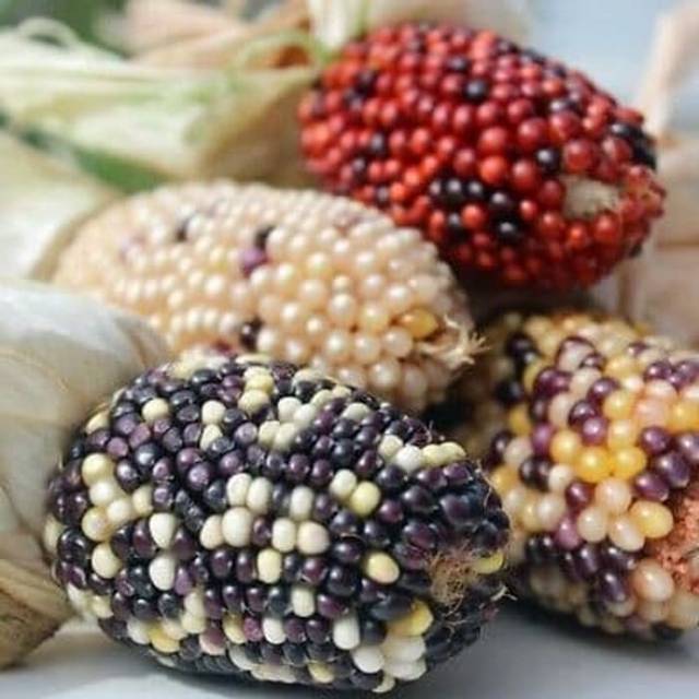 Benih - Biji - Bibit Jagung Hias Jagung Unik Indian Berries Popcorn
