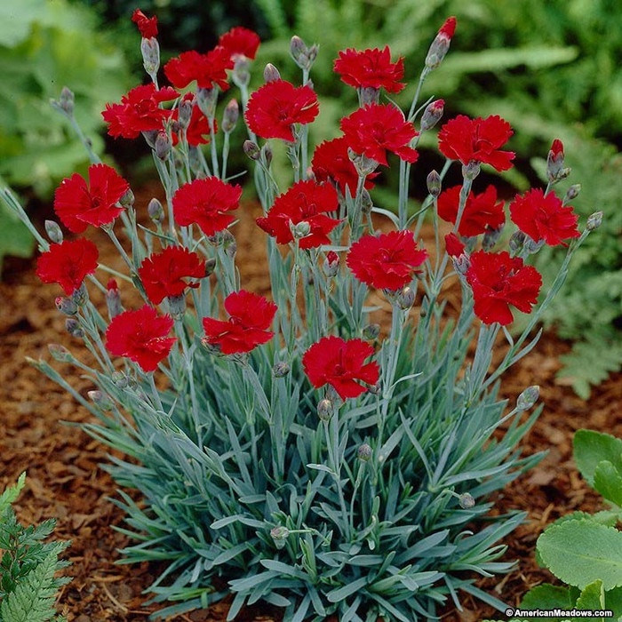 Dianthus deep red anyelir merah / bibit tanaman hias bunga - BAKUL KEMBANG