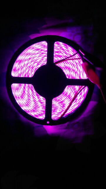 24volt - Led Roll Pink Mata Besar 5050 5meter