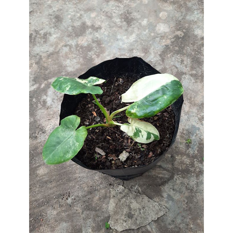 Sente Varigata / Alocasia Variegata