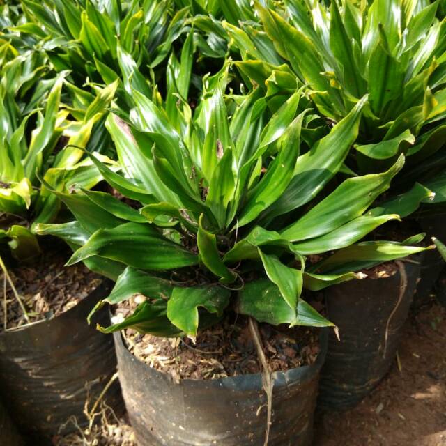 Tanaman hanjuang kemoceng andong kemoceng