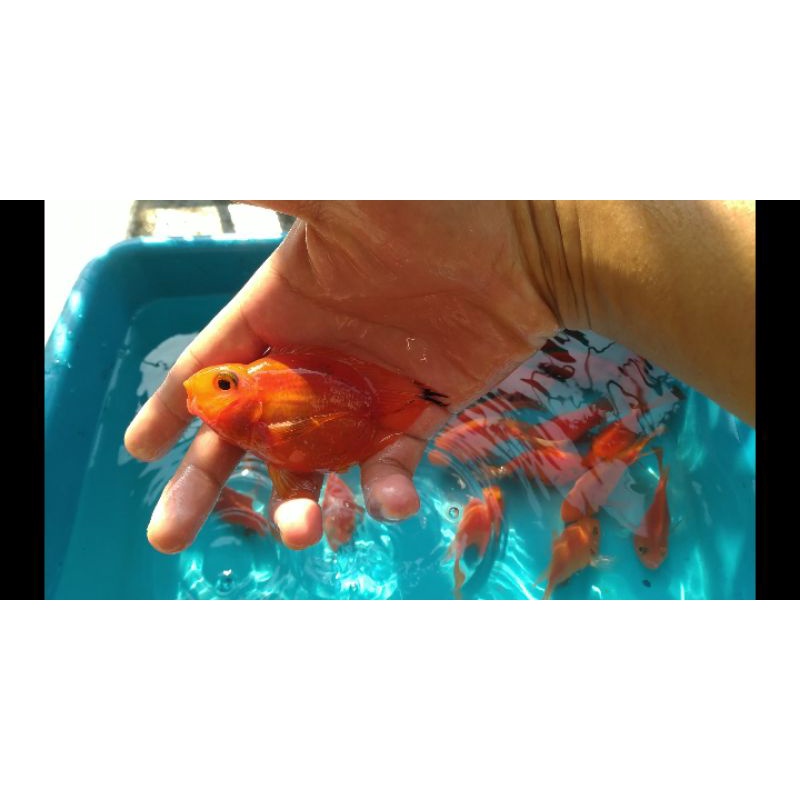 Ikan Red Parrot no tail 9-10cm tankmate predator arwana