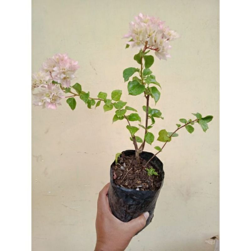 ORI bougenville tumpuk putih /hawai putih / cerrybloosom