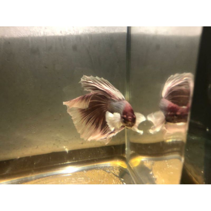 IKAN CUPANG HALFMOON DUMBO EAR LAVENDER