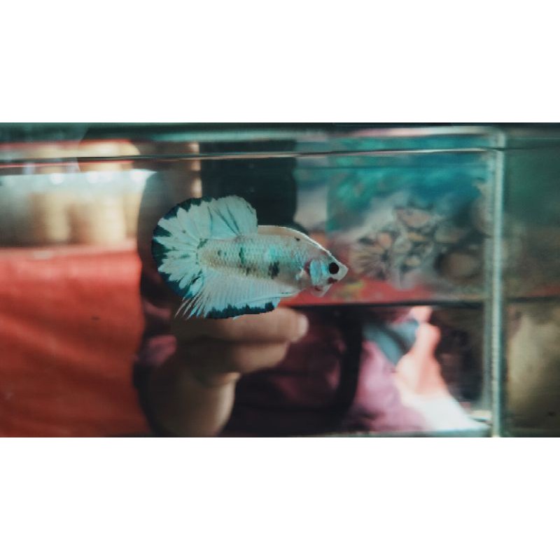 Cupang Hmpk  Fccp ws