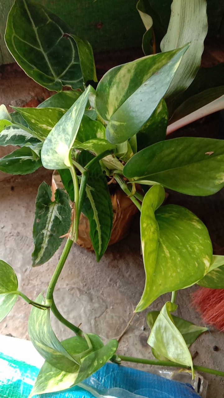 Tanaman  Hias Palisota/malisota