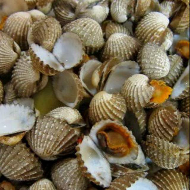 

KERANG BATU 1/2 KG