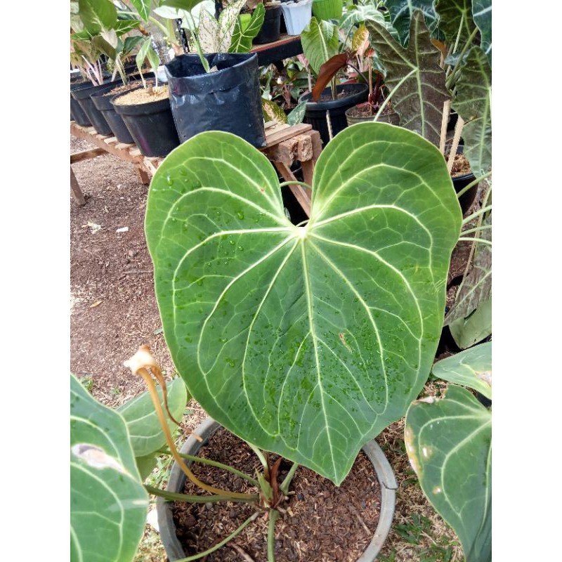 kuping gajah kalong/anturium kalong (bibit)