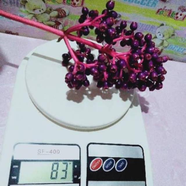 

BUAH PARIJOTO KUDUS SETANGKAI / PROMIL SEHAT / HAMIL SEHAT