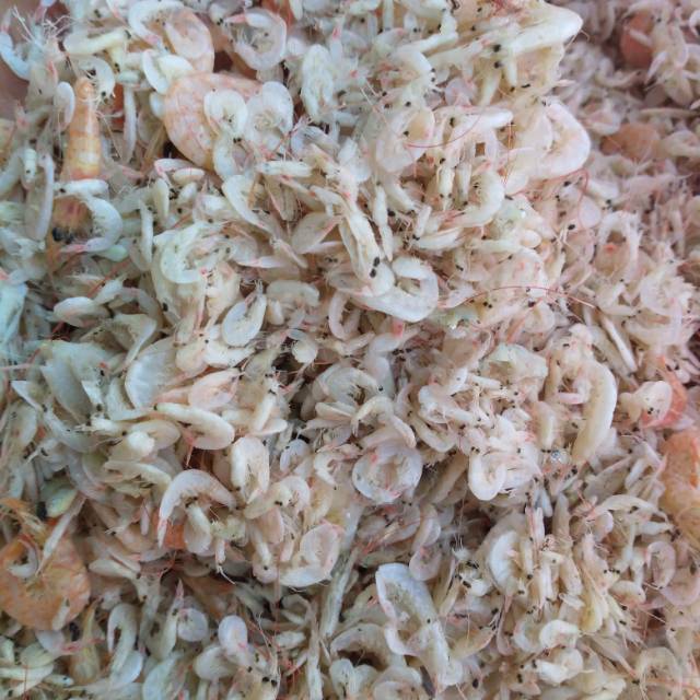 

Udang kecepeh