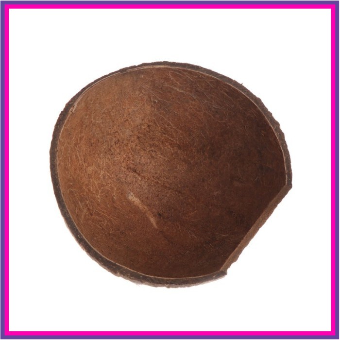 Tempurung Kelapa untuk Tempat Tinggal / Habitat Alami Reptil /