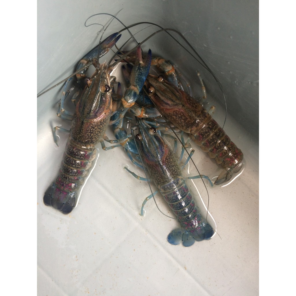 Bibit Lobster Air Tawar Jakarta 3 Shopee Indonesia