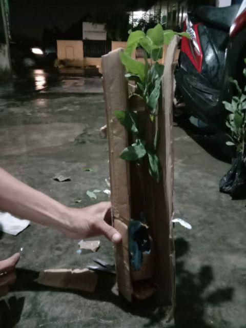 Ready Bibit Buah Leci Biwa Berbuah Dan Berbinga