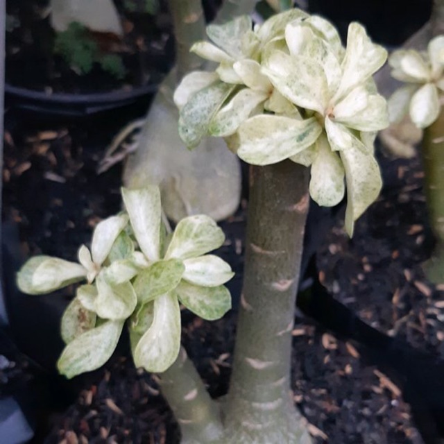Adenium Varigata Snow White size B . Outdoor dan Indoor Plants