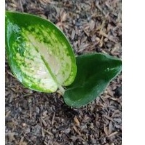 baby bunga aglonema sultan brunai murah#grosir