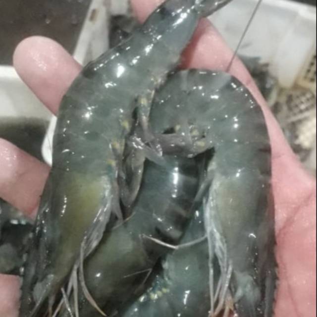 

UDANG TIGER/PANCET SIZE 50-60