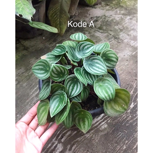 peperomia watermelon rimbun jumbo
