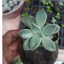 bibit tanaman hias gantung sukulen donkey tail/bibit