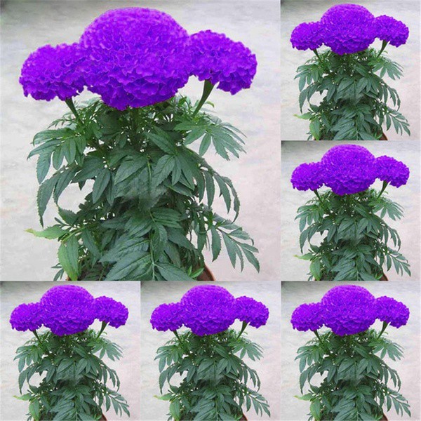 100pcs Bibit Bunga Marigold Warna Ungu Biru