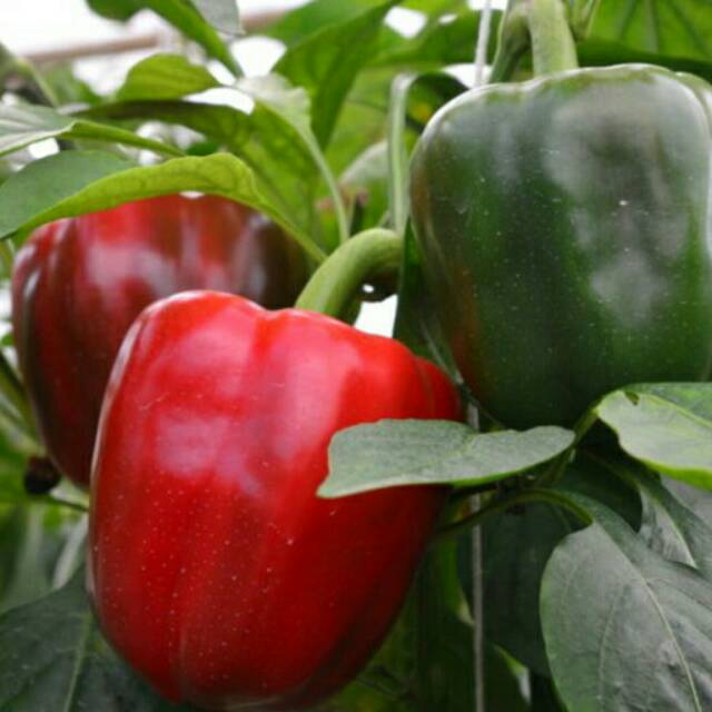 5 Biji - Benih PAPRIKA MERAH hibrida, cocok disemua dataran