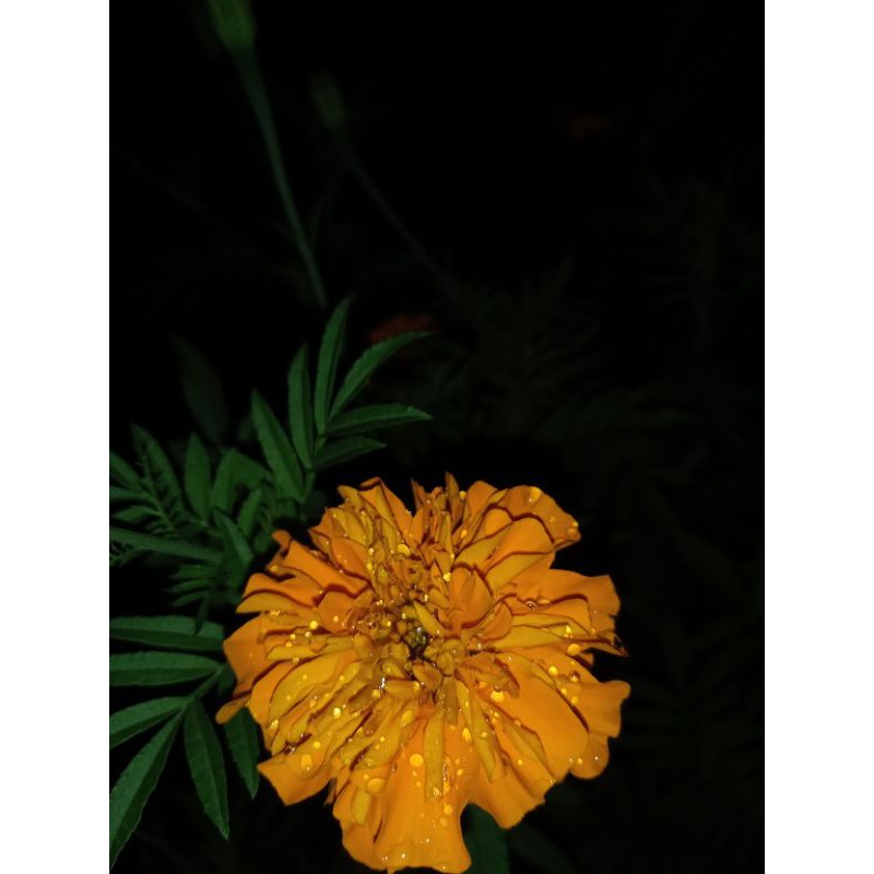 benih bunga marigold