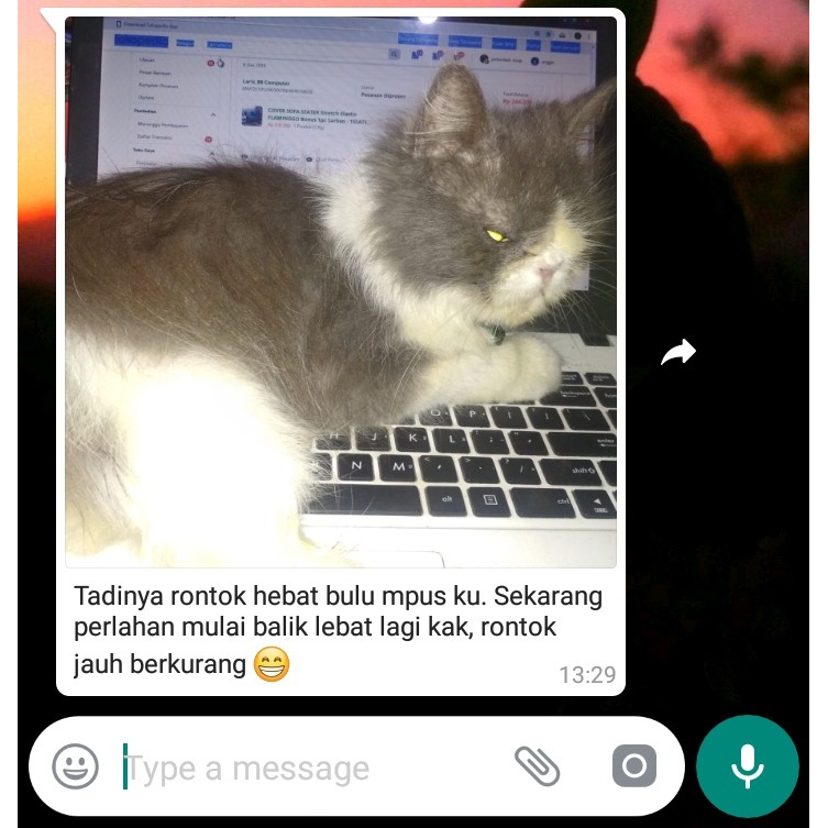 VITAMIN KUCING NAFSU MAKAN KUCING PENGGEMUK KUCING VITAMIN BULU KUCING RONTOK ANTIBODY VITAMIN KUCING BIAR GEMUK VITAMIN NAFSU MAKAN KUCING BULU RONTOK OBAT KUCING VITAMIN KITTEN VITAMIN KUCING GEMUK