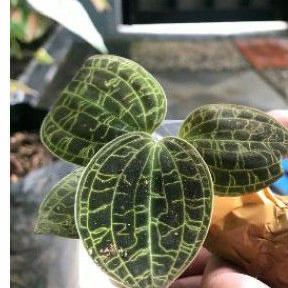 tanaman hiasa KIAKSARA / JAWEL ORCHID / MACODES PETOLA / jawel orchid anggrek