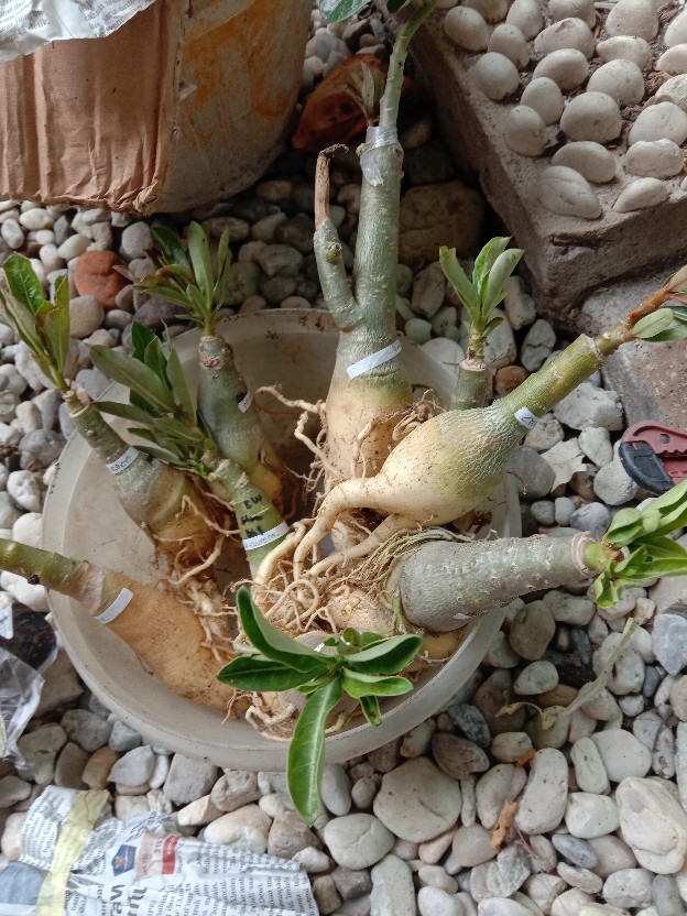 Adenium Grafting royan Empress