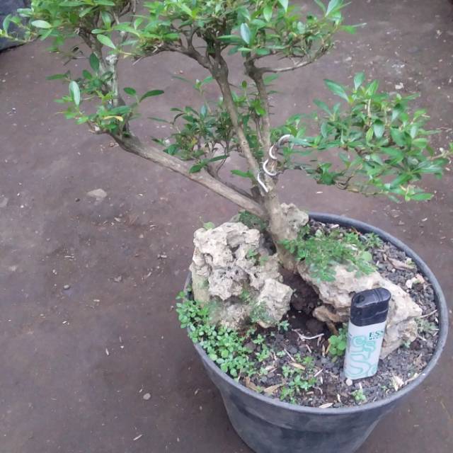 Bonsai Seribu Bintang Jenis Bigmom Daun Lebar Shopee Indonesia