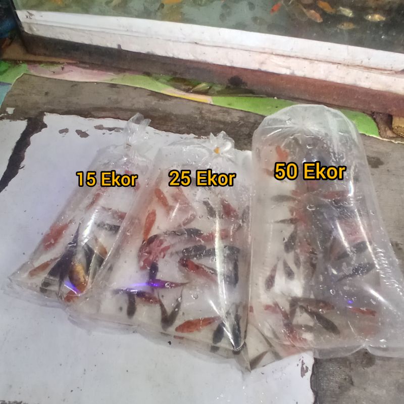 IKAN MAS PAKAN IKAN PREDATOR