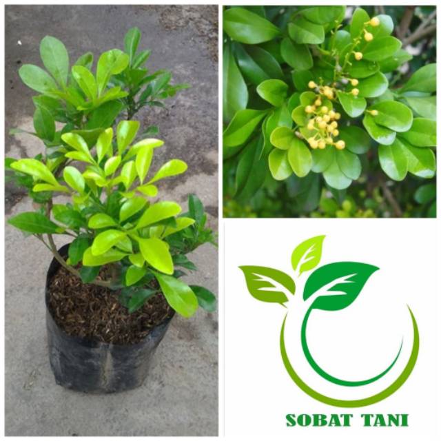Bibit Tanaman Culan - Pacar Cina - Kemuning Cina