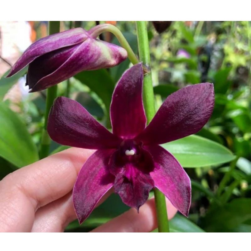 Caesar red dewasa siap bunga