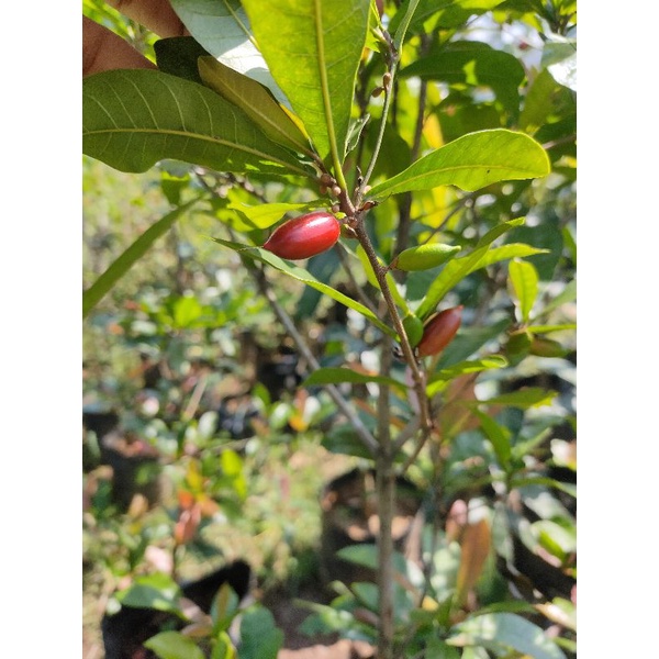 pohon buah magic fruit buah ajaib sudah berbuah tabulampot