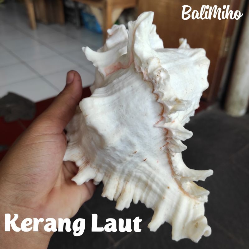 CANGKANG KERANG HIAS/KERANG LAUT HIAS/HIASAN KERANG/SEASHELL/SEASHELLS/KERAJINAN KERANG