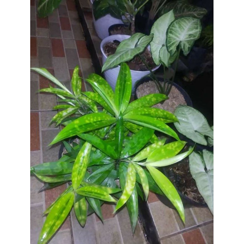  Tanaman Hias Bambu jepang 