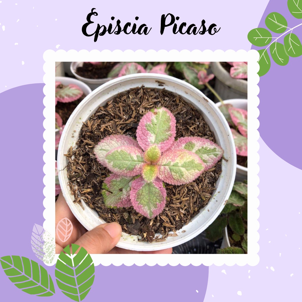 Episcia Picaso Tanaman Hias Episcia Picaso Episcia Import Cantik
