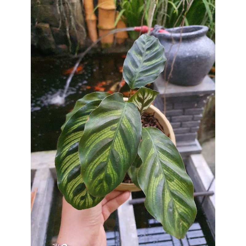 Calathea Makoyana Import